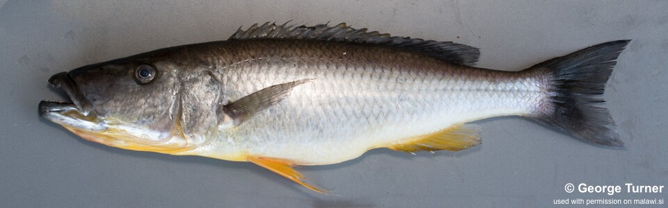 Rhamphochromis woodi 'Nkhata Bay'