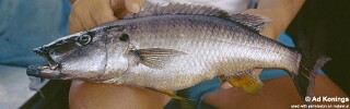 Rhamphochromis woodi &#39;Narungu&#39;
