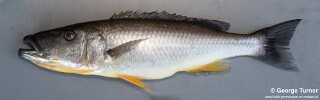 Rhamphochromis woodi Rhamphochromis brevis