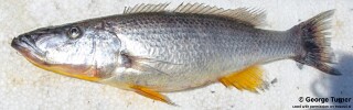 Rhamphochromis woodi &#39;South East Arm&#39;