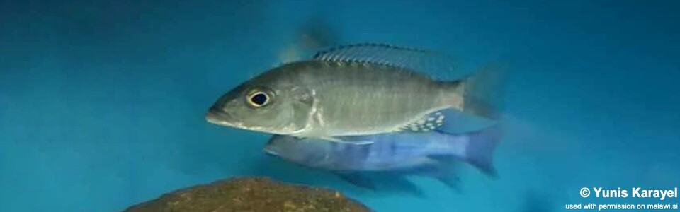 Sciaenochromis ahli 'Likoma Island'