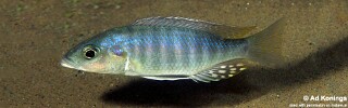 Sciaenochromis ahli &#39;Mdoka&#39;