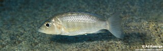 Sciaenochromis ahli &#39;Msisi&#39;
