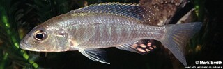 Sciaenochromis ahli (unknown locality)