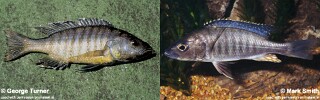 Sciaenochromis benthicola