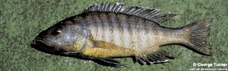 Sciaenochromis benthicola &#39;Domira Bay&#39;