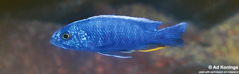 Sciaenochromis fryeri 'Chiwi Rocks'