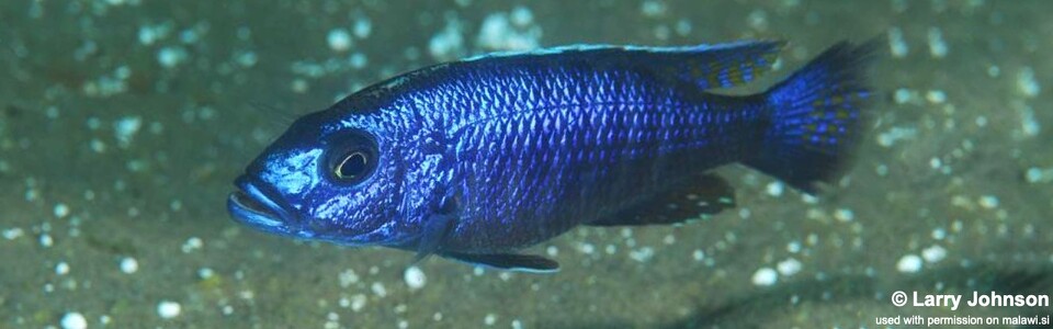 Sciaenochromis fryeri 'Luwala Reef'
