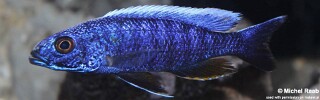 Sciaenochromis fryeri &#39;Chidunga Rocks&#39;