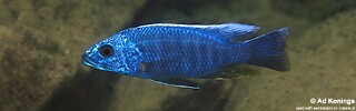 Sciaenochromis fryeri &#39;Chinyamwezi Island&#39;