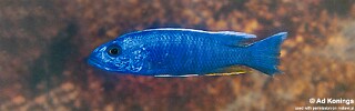 Sciaenochromis fryeri &#39;Chiofu&#39;