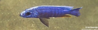 Sciaenochromis fryeri &#39;Chitande Island&#39;
