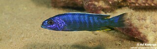 Sciaenochromis fryeri &#39;Chitimba Bay Deep&#39;