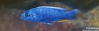Sciaenochromis fryeri &#39;Chiwi Rocks&#39;