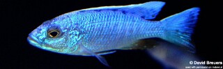 Sciaenochromis fryeri &#39;Liuli&#39;