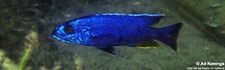 Sciaenochromis fryeri &#39;Maleri Island&#39;