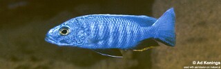 Sciaenochromis fryeri &#39;Mbenji Island&#39;