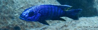 Sciaenochromis fryeri &#39;Yofu Bay&#39;