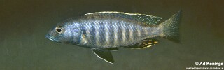 Sciaenochromis psammophilus &#39;Kande Island&#39;