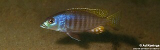 Sciaenochromis psammophilus &#39;Mazinzi Reef&#39;