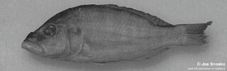 Sciaenochromis sp. &#39;deep&#39;