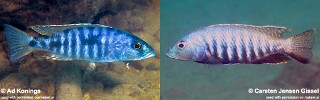 Sciaenochromis sp. &#39;nyassae&#39;