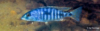 Sciaenochromis sp. &#39;nyassae&#39; Chidunga Rocks
