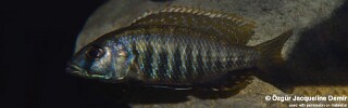 Sciaenochromis sp. &#39;nyassae&#39; (unknown locality)