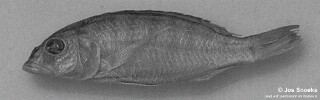 Sciaenochromis sp. &#39;psammophilus broad&#39;