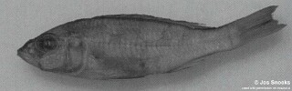 Sciaenochromis sp. &#39;small interorbital&#39;