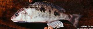 Sciaenochromis sp. &#39;spilostichus deep-water&#39;