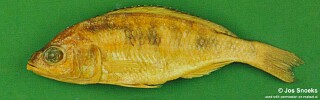 Sciaenochromis sp. &#39;spilostichus deep-water&#39; Chiwanga