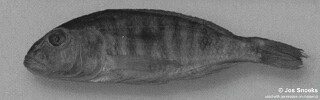 Sciaenochromis sp. &#39;spot bicuspid&#39;