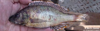 Sciaenochromis sp. &#39;torpedo head&#39;