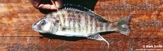 Sciaenochromis sp. &#39;spilostichus makanjila&#39; Masinje