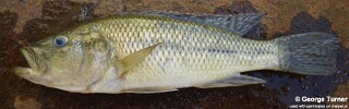 Serranochromis robustus &#39;Lake Chilingali&#39;