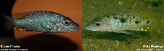 Stigmatochromis macrorhynchos Stigmatochromis sp. &#39;guttatus&#39;