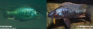 Stigmatochromis melanchros Stigmatochromis sp. &#39;tolae&#39;