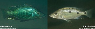 Stigmatochromis melanchros &#39;Mazinzi Reef&#39;