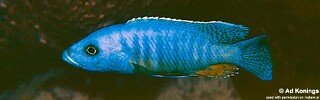 Stigmatochromis modestus &#39;Likoma Island&#39;