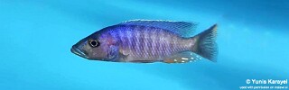 Stigmatochromis modestus &#39;Mbenji Island&#39;