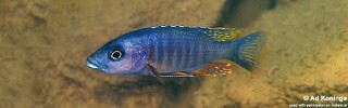 Stigmatochromis modestus &#39;Namalenje Island&#39;