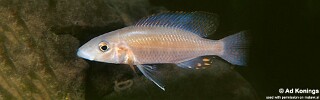 Stigmatochromis pholidophorus &#39;Meponda&#39;