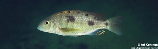 Stigmatochromis pholidophorus &#39;Mvunguti&#39;