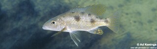 Stigmatochromis pholidophorus &#39;Pombo Rocks&#39;