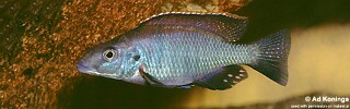 Stigmatochromis pholidophorus (unknown locality)