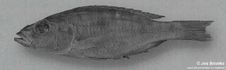 Stigmatochromis sp. &#39;big-eye&#39;