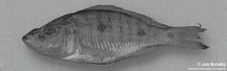 Stigmatochromis sp. &#39;big-head&#39;
