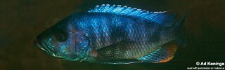 Stigmatochromis sp. &#39;modestus mbenji&#39;