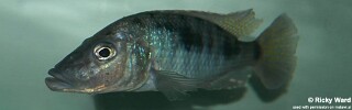 Stigmatochromis woodi &#39;Gome&#39;